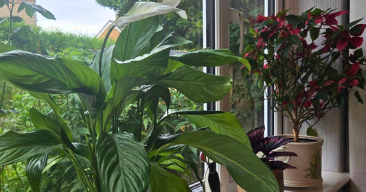 Peace lily in bloom and a poinsettia on a windowsill, with a green garden visible through the window beyond