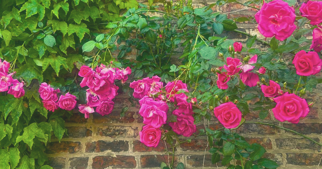 Vivid pink climbing roses in full bloom against a weathered brick wall, trailing through dark green ivy