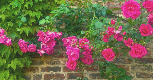 Vivid pink climbing roses in full bloom against a weathered brick wall, trailing through dark green ivy