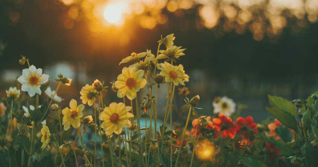 Yellow dahlias glowing in golden sunset light, with red flowers and blurred trees in the background.