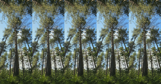Sunlight filtering through tall pine trees, looking upward through the canopy. Image repeated 5 times in a row.