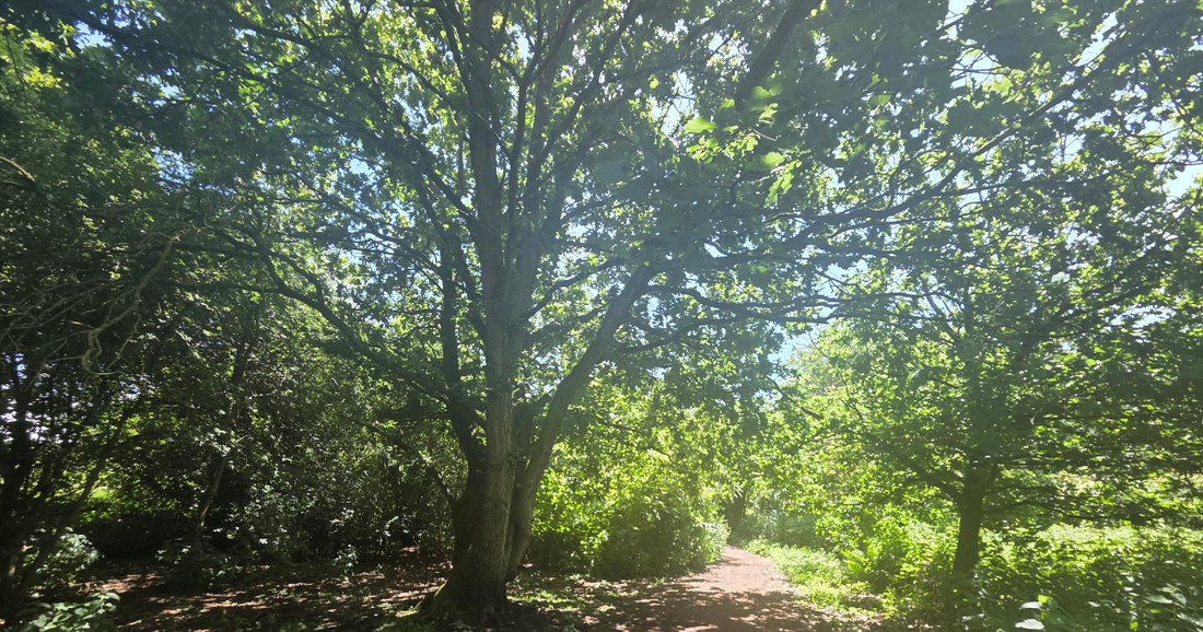 A sunlit woodland path in summer, a tall tree rising through a canopy of bright green leaves with blue sky beyond