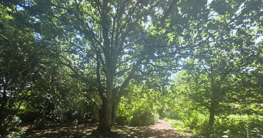 A sunlit woodland path in summer, a tall tree rising through a canopy of bright green leaves with blue sky beyond