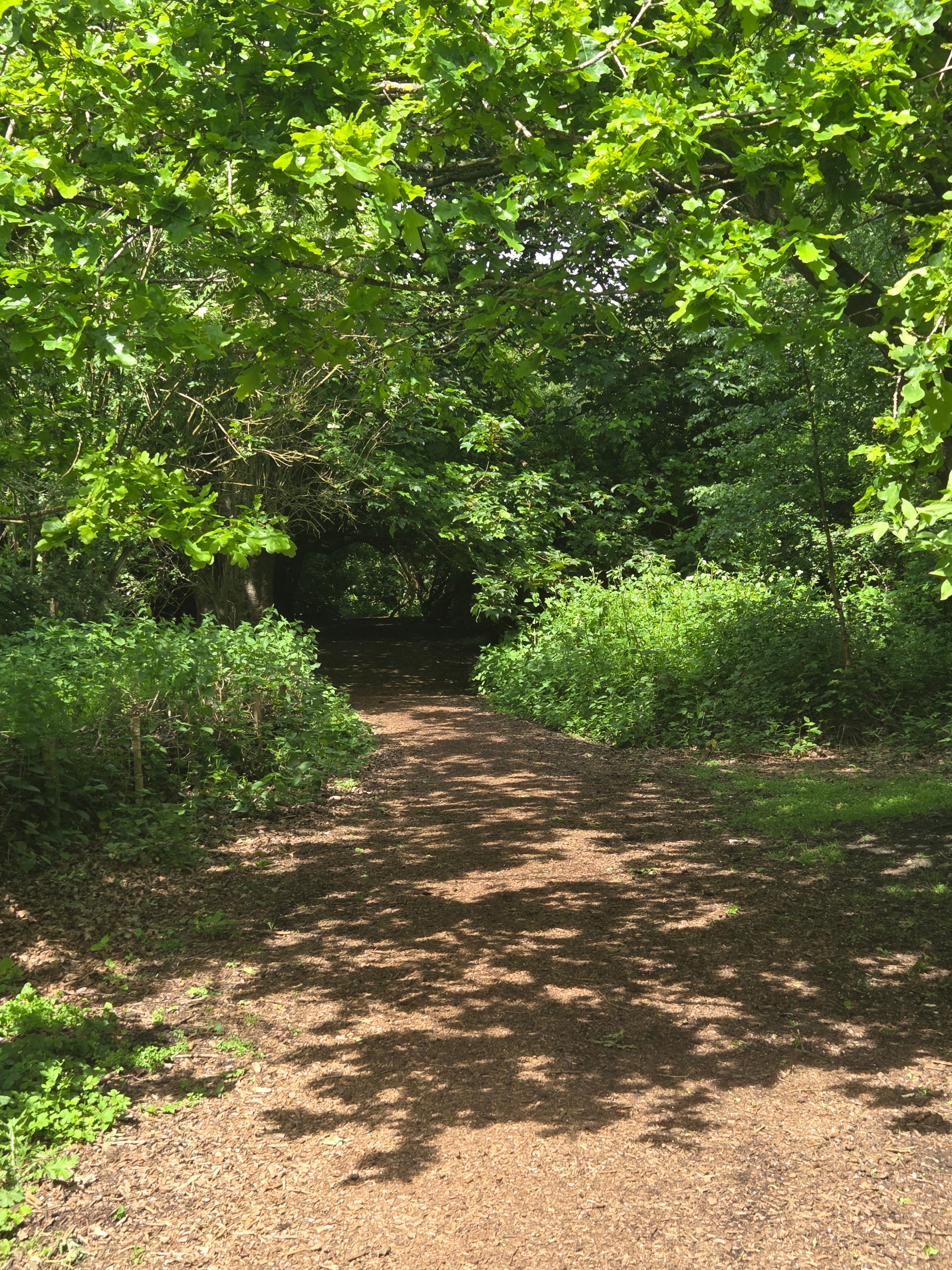 Pathway through a forest with sunlight filtering through the trees