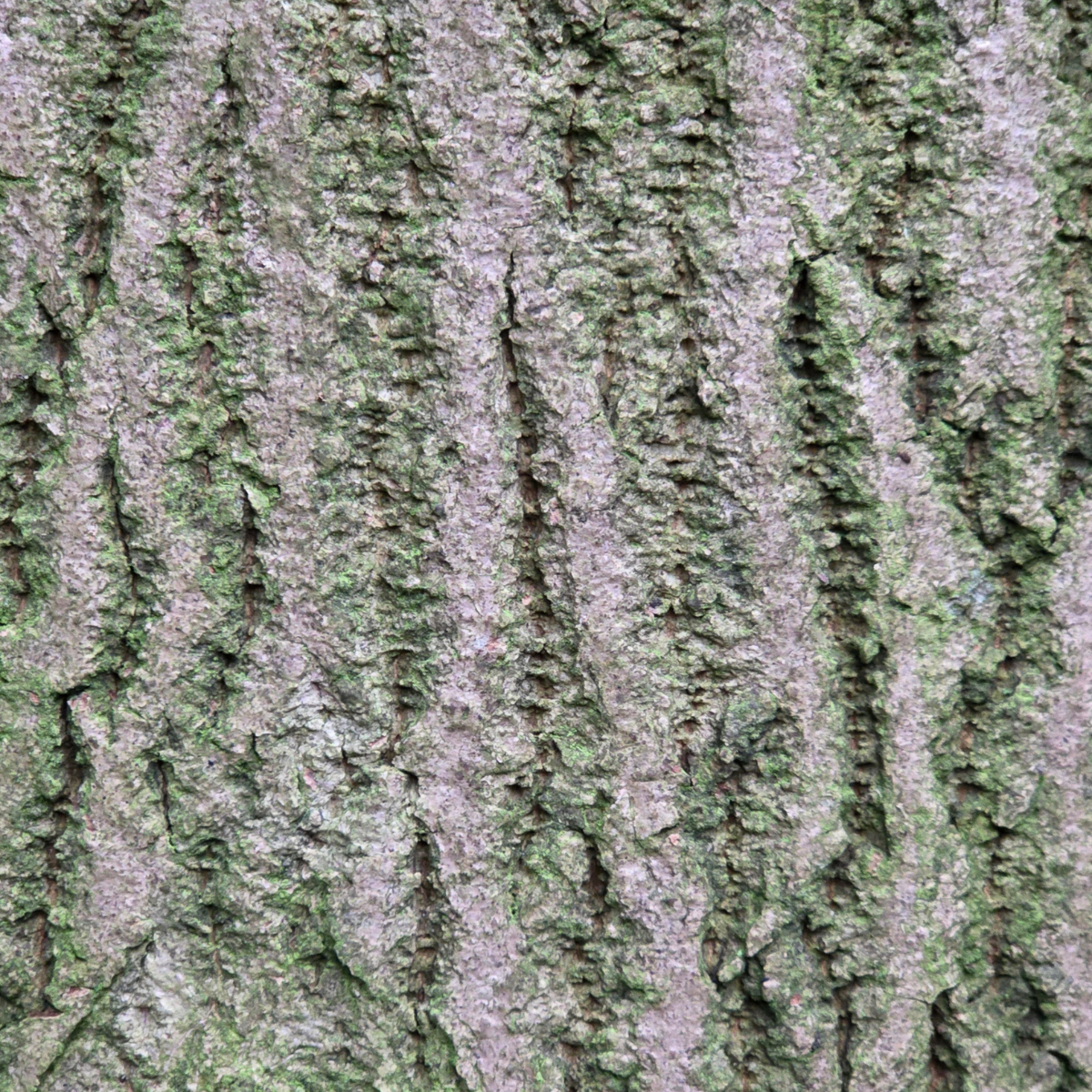 Close-up of tree bark with green and brown colors