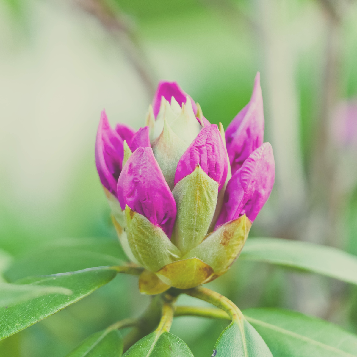 A close-up of a rhododendron bud just beginning to open, surrounded by green leaves against a soft blurred background.