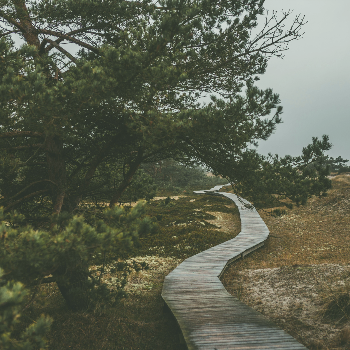 A winding wooden boardwalk path curves through misty heathland and pine trees, disappearing into soft grey sky.